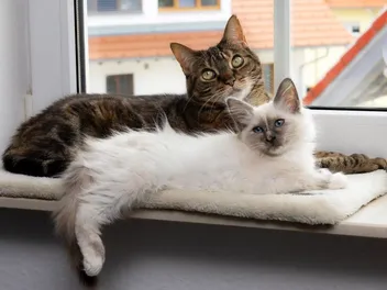 Why Don’t My Cats Cuddle With Each Other? 10 Vet-Approved Reasons