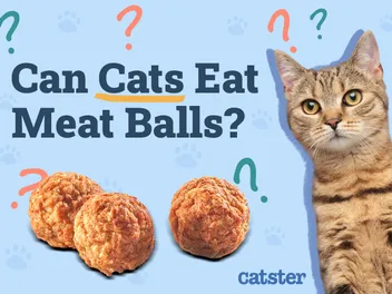 Can Cats Eat Meatballs? Vet-Reviewed Dangers & Facts