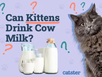 Can Kittens Drink Milk? Vet-Verified Nutrition Facts & FAQ
