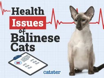 Balinese Cat Health Problems: 16 Vet-Reviewed Health Issues