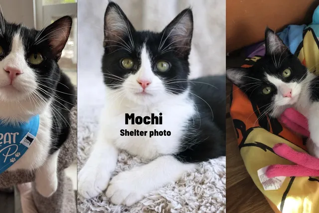 When Healing Goes Both Ways: Mochi’s Fight Against FIP and the Strength We Found Together