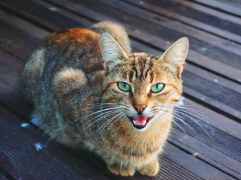 Why Do Cats Meow & Yowl? 10 Vet-Approved Reasons Behind the Behavior