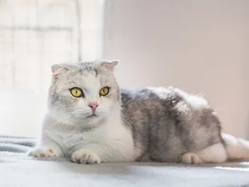 Kinkalow Cat Breed: Info, Pictures, Temperament & More