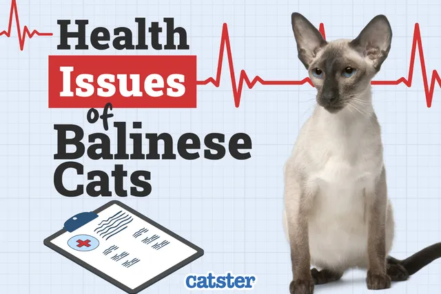Balinese Cat Health Problems: 16 Vet-Reviewed Health Issues