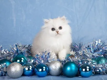 Persian Kittens for Sale in Louisiana: Breeders List 2026