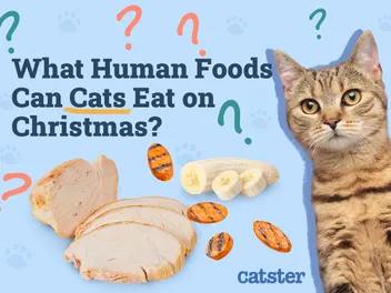 What Human Foods Can My Cat Eat on Christmas? 10 Good Options