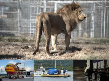 By Road, By Air, and By Sea – The Long Journey Home for These Lions Three
