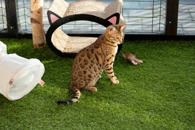 Does My Cat Need a Catio? Vet-Reviewed Pros, Cons & FAQ