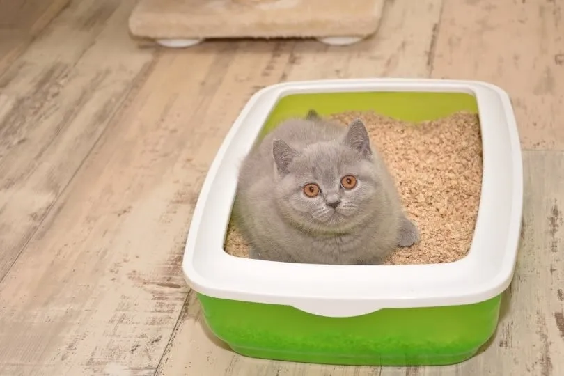 cat in a litter box