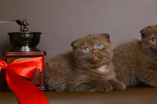 Brown Scottish Fold Cat: Info, Pictures, Facts & History