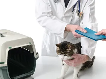 Vet Checklist: What to Bring to Your Cat’s First Visit (Vet-Approved)