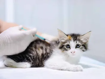 What’s the Price of Cat & Kitten Vaccinations in Australia? (Costs in 2026)