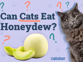 Can Cats Eat Honeydew? Vet-Reviewed Facts & FAQ