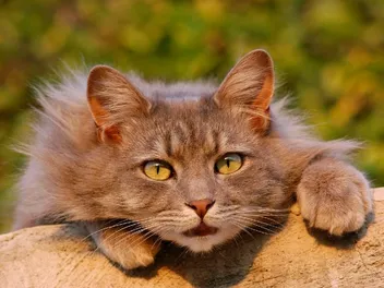How Does a Cat Purr? The Evolution & Meaning Behind a Purr (Vet Reviewed)