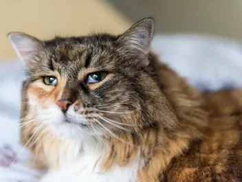 How Long Do Cats Mourn the Loss of Another Cat? Feline Grieving Explained (Vet-Verified Info)