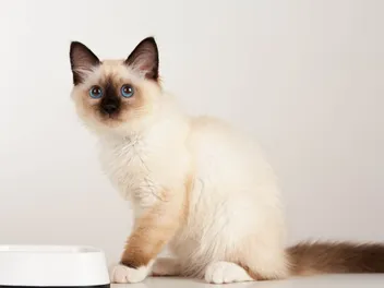 Why Does My Cat Scratch Around Their Food Bowl? 4 Likely Reasons