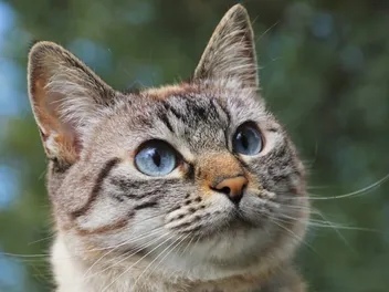 How To Read a Cat's Body Language: 5 Vet-Reviewed Moods & Signals