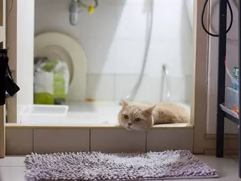 Why Does My Cat Sleep in the Bathroom? 8 Vet-Verified Reasons