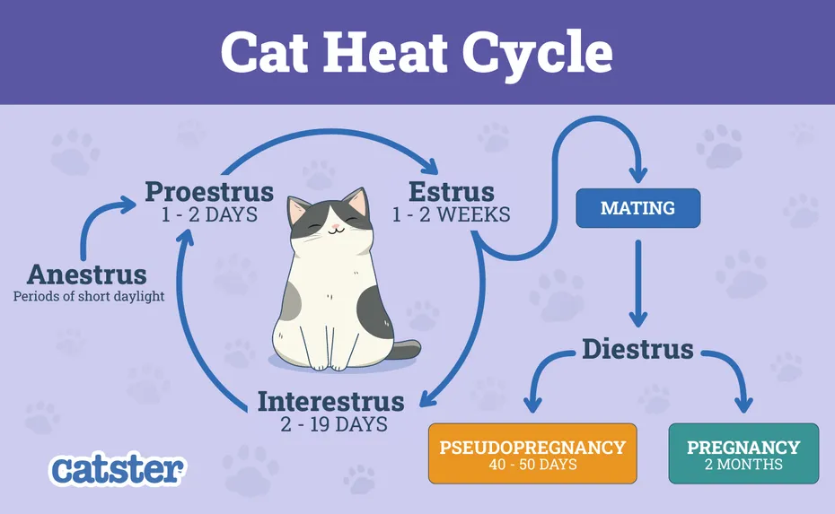 Cat Heat Cycle