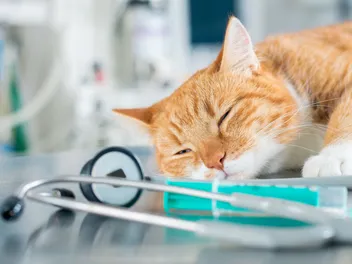 Liposuction for Cats: Our Vet Explains What it Is & Safety Considerations