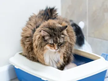 Do Cats Pee Blood When Stressed? Vet-Reviewed Causes For Blood In Urine
