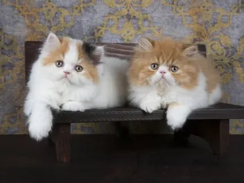 Persian Kittens for Sale in Canada: 2026 Breeders List