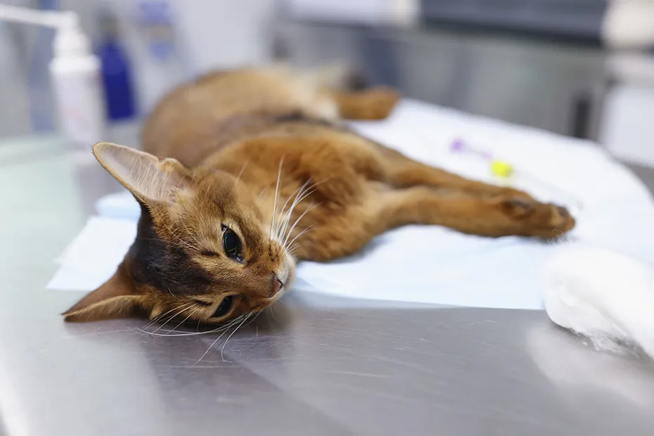 sick cat lying in the clinic