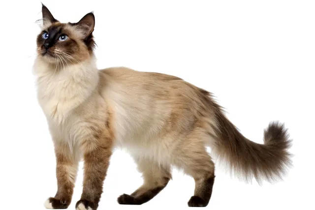 Balinese Cat Breed: Info, Pictures, Traits & Facts