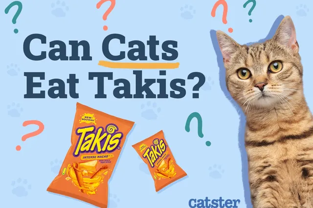 Can Cats Eat Takis? Vet-Reviewed Precautions & Health Guidelines