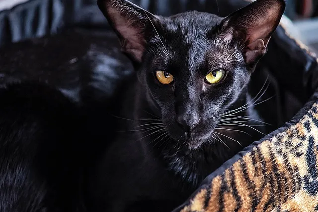 100+ Black Cat Names: Unique & Fun Ideas