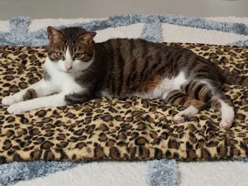 10 Best Cat Heating Pads (2026) - Reviews & Top Picks