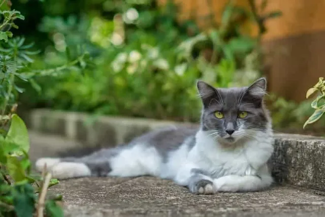 Asian Semi-Longhair Cat Breed Info: Pictures, Traits & Facts