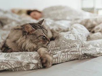 Will Your Cat Protect You When You Sleep? Interesting Facts
