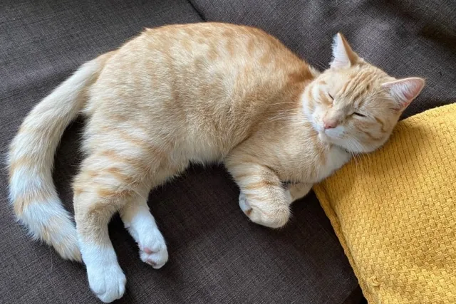 Why Do Cats Curl Their Paws? Vet-Verified Reasons, Facts & FAQ