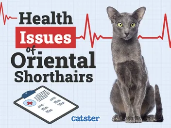 Oriental Shorthair Cat Health Problems: 12 Vet-Reviewed Issues