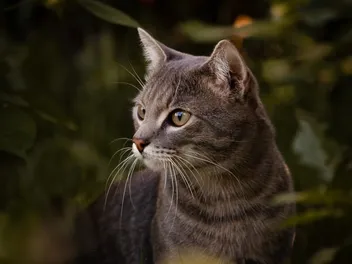 What Was the First Breed of Cat on Earth? Domestication Facts & History