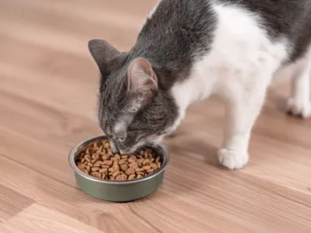Is Free Feeding Cats the Best Method? Vet-Verified Pros & Cons