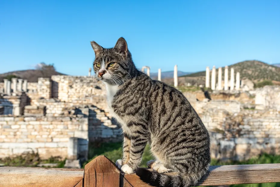Cat is walking through the Afrodisias Ancient city ruins