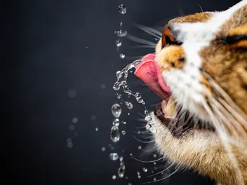 Can Hard Water Cause Urinary Crystals in Cats? Vet Approved Facts & Advice