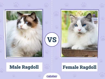 Male vs Female Ragdolls: What’s the Difference? (With Pictures)