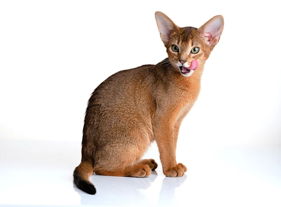 abyssinian kitten