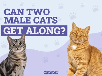 Can Two Male Cats Get Along? Interesting Facts & FAQ