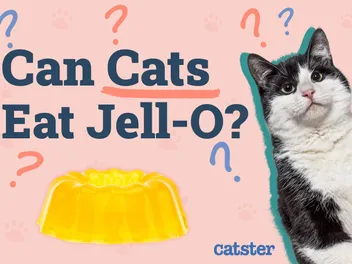 Can Cats Eat Jell-O? Vet-Approved Nutrition Advice