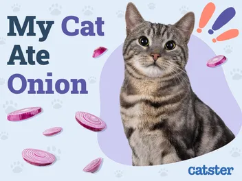 My Cat Ate Onion! Our Vet Explains What to Do