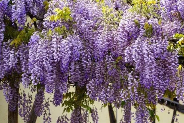 Outdoor Plants That Are Toxic to Cats: 10 to Avoid (Vet-Reviewed)