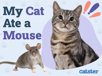 My Cat Ate a Mouse: Vet-Approved Dangers & Prevention