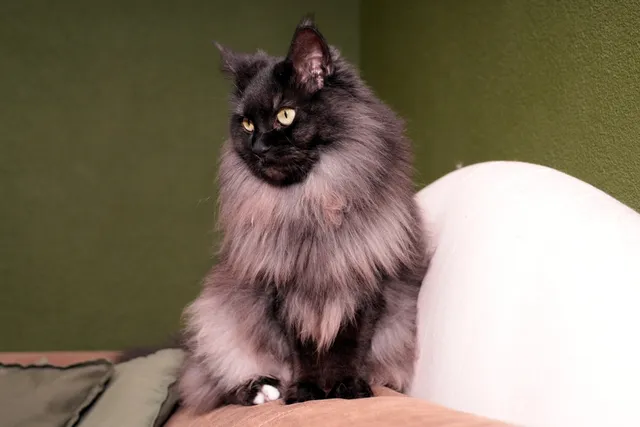 Smoke Maine Coon Cat Breed Info: Pictures, Temperament & Traits