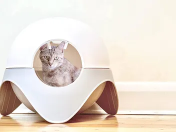 9 Best Cat Litter Boxes in Australia in 2026 - Reviews & Top Picks
