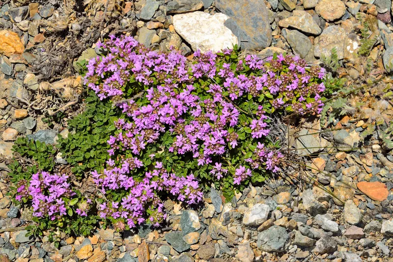 Blooming Creeping Thyme