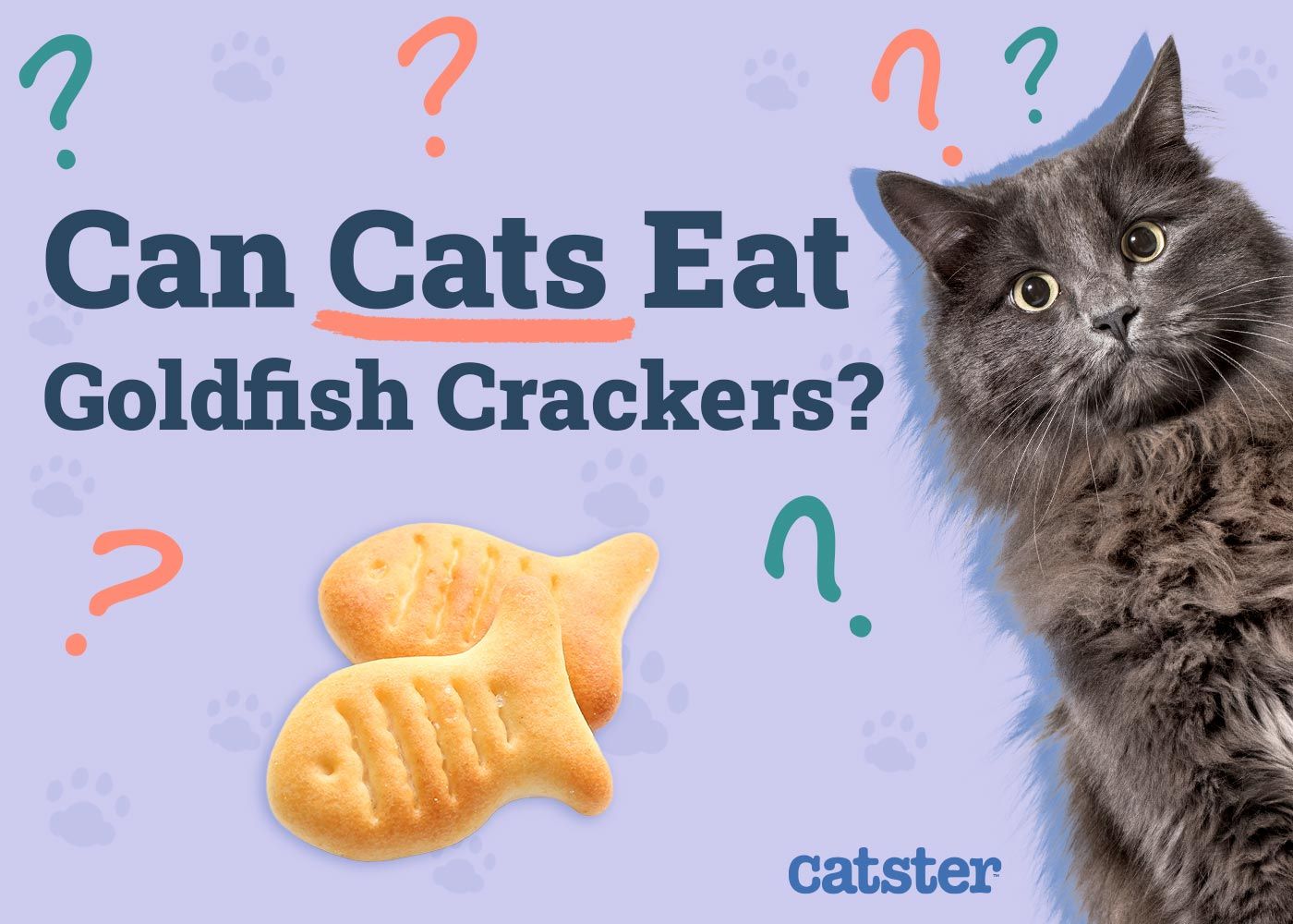 Can Cats Eat Goldfish Crackers